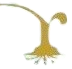 Aurance